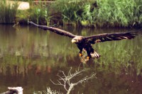 /album/fotogalerij1/vogel-7-jpg/